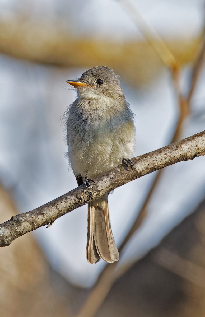 Tumbes Pewee - ML640280494