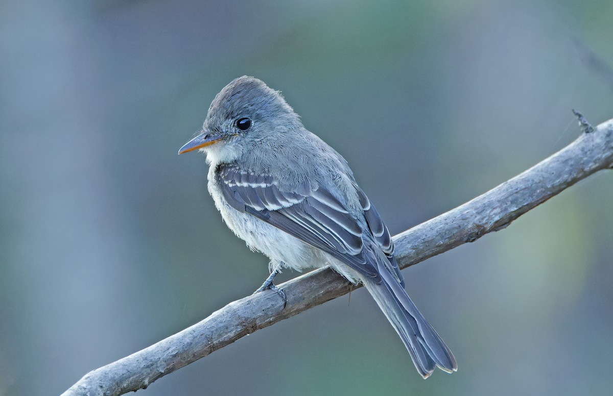 Tumbes Pewee - ML640280577