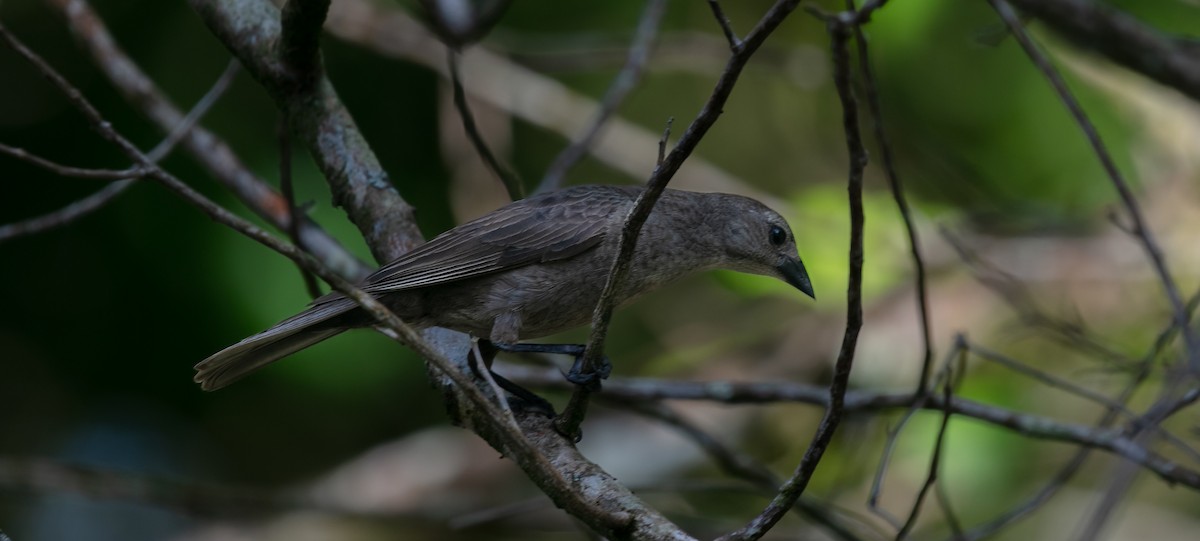Shiny Cowbird - ML640280623