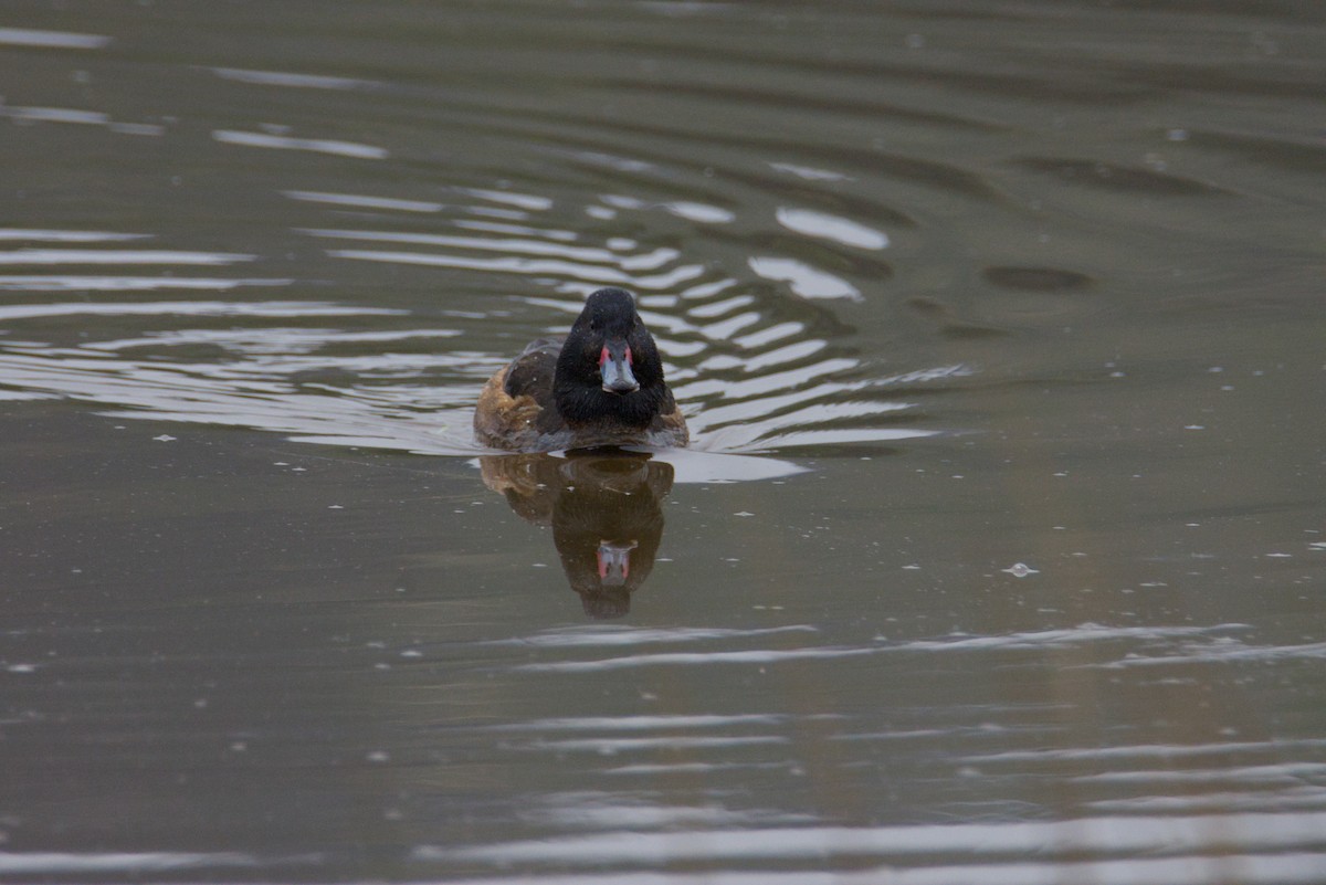 Black-headed Duck - ML640280628