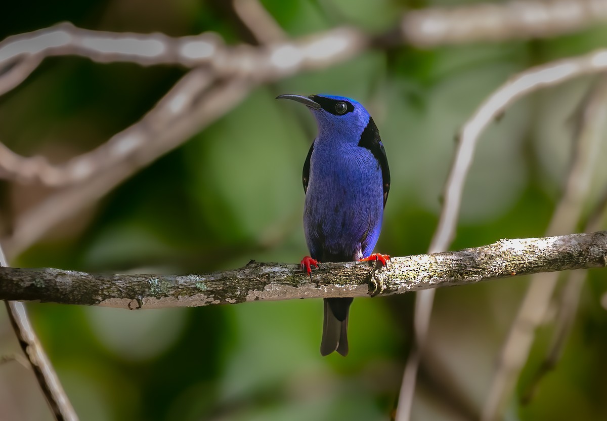 Red-legged Honeycreeper - ML640280646