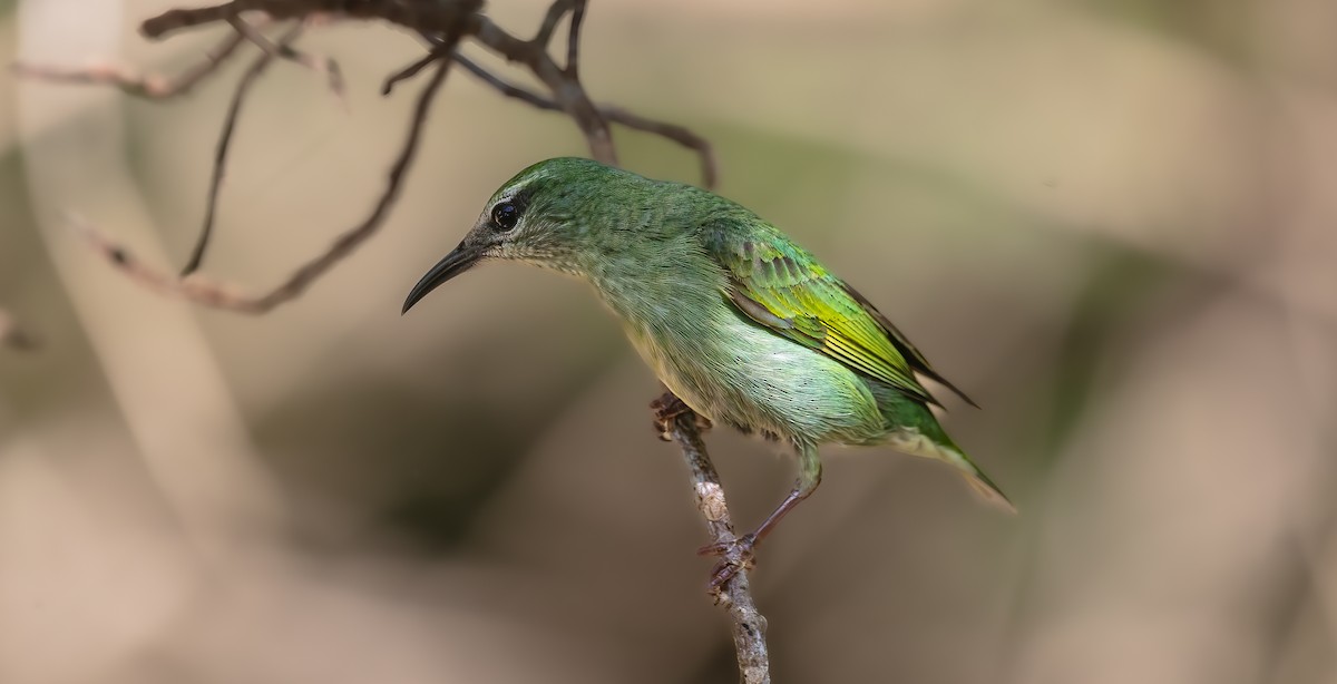 Red-legged Honeycreeper - ML640280647