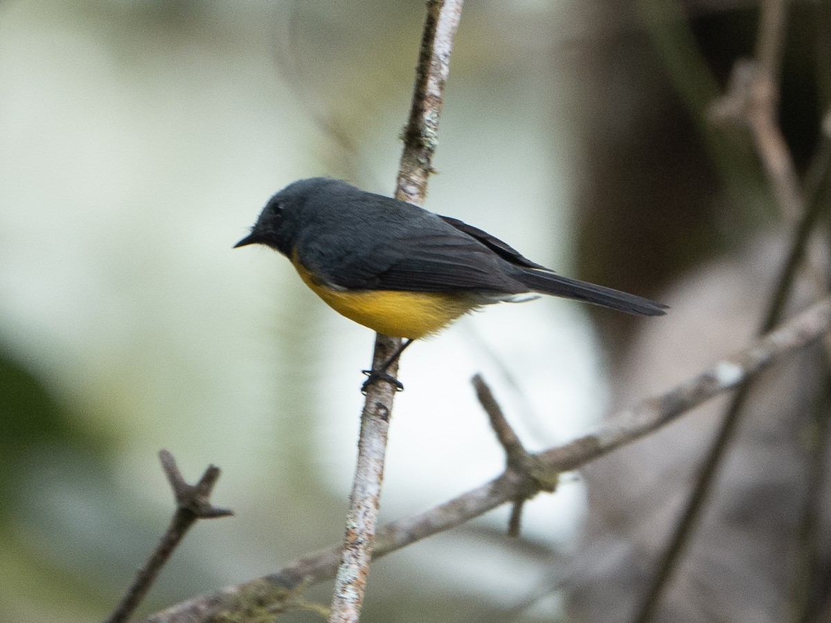 Slate-throated Redstart - ML640280654