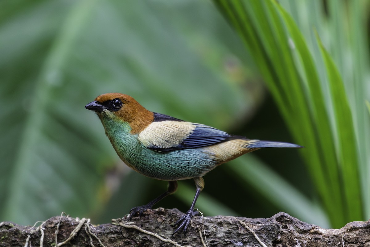 Black-backed Tanager - ML640280761