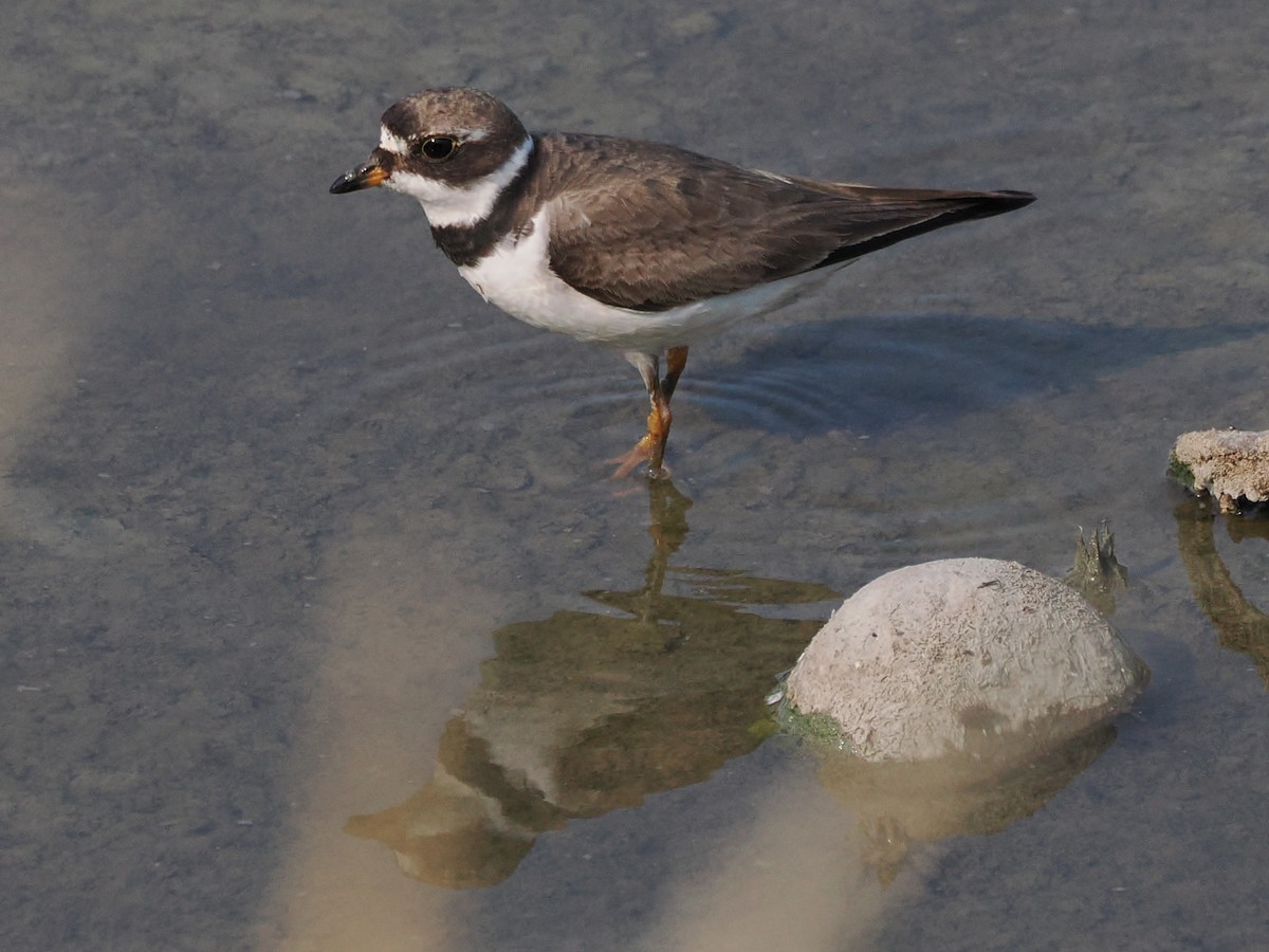Semipalmated Plover - ML640280779
