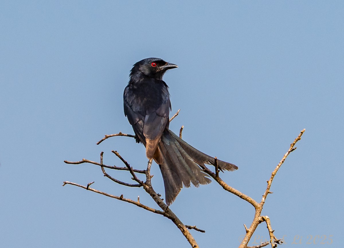 Fork-tailed Drongo (Glossy-backed) - ML640280819