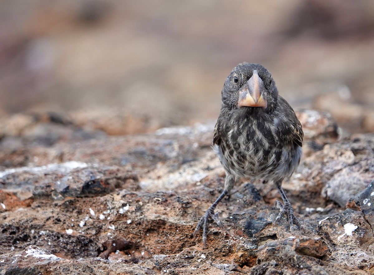 Large Ground-Finch - ML640280840