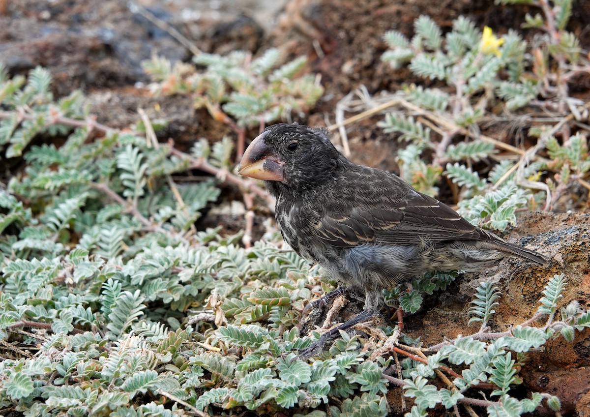 Large Ground-Finch - ML640280841