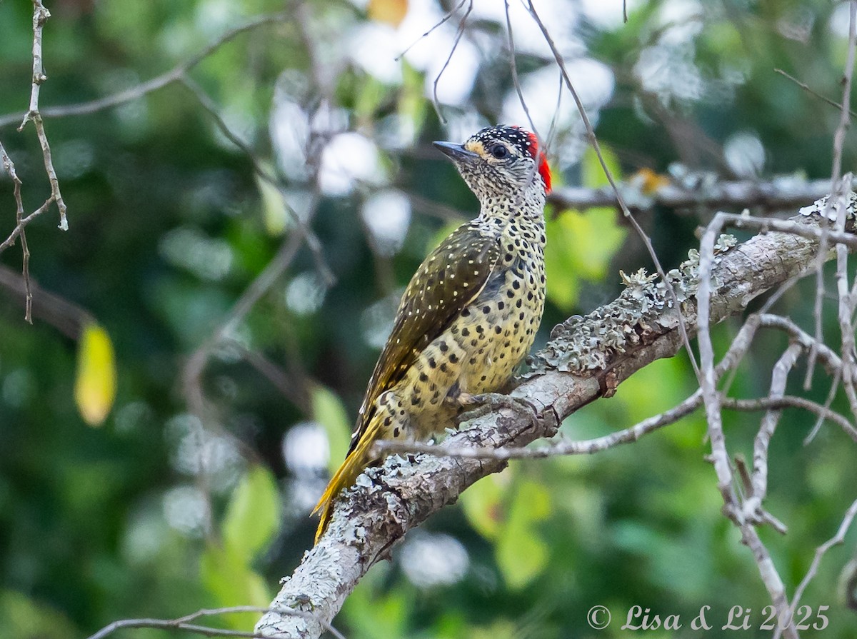 Green-backed Woodpecker - ML640280843