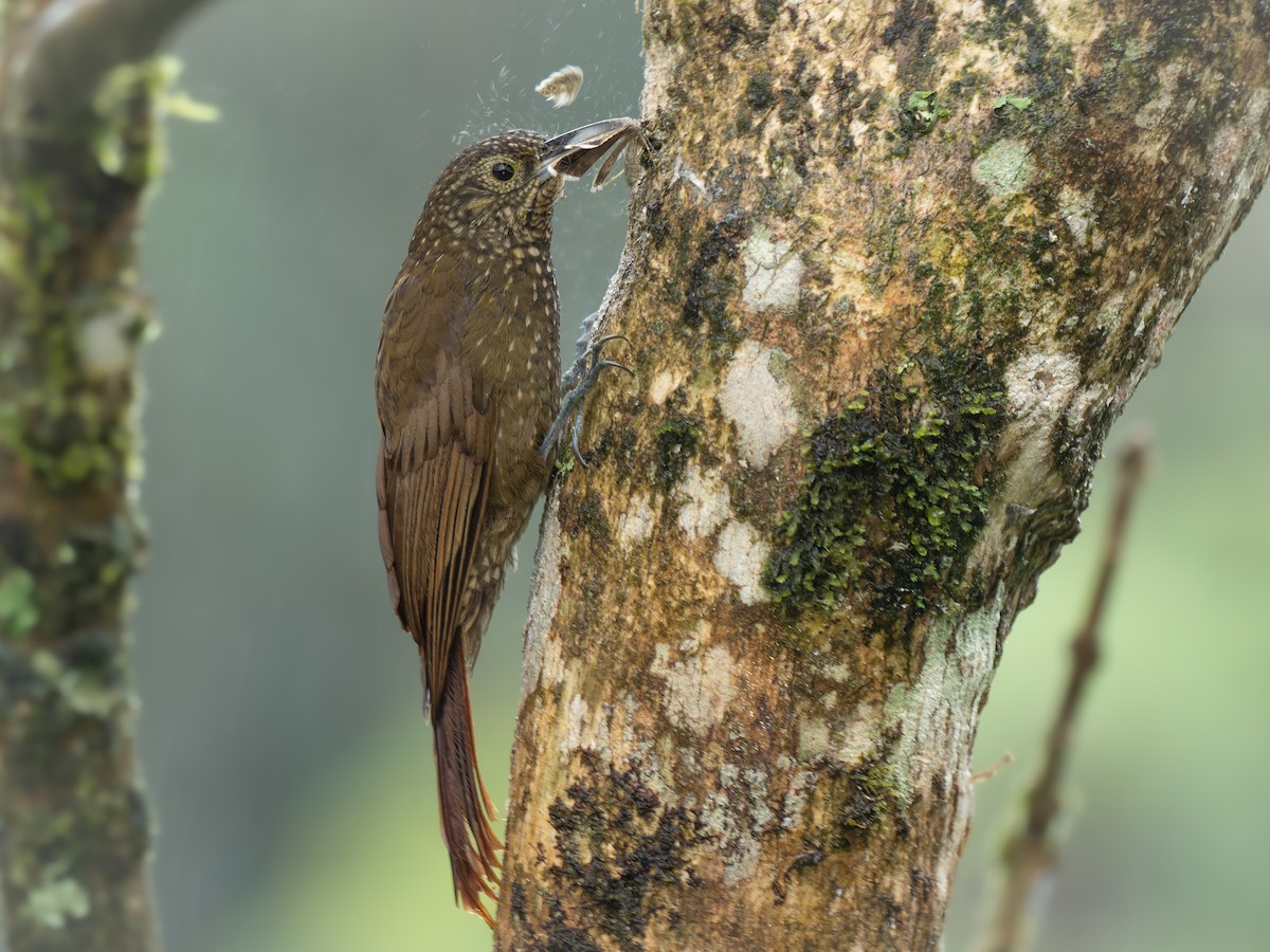 Olive-backed Woodcreeper - ML640280851