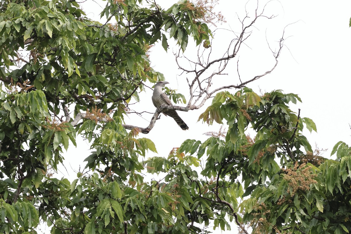 Channel-billed Cuckoo - ML640280870