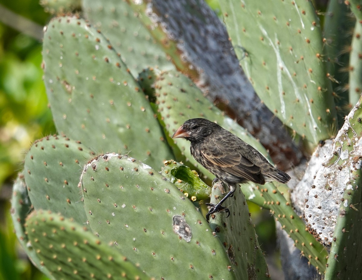 Genovesa Cactus-Finch - ML640280889