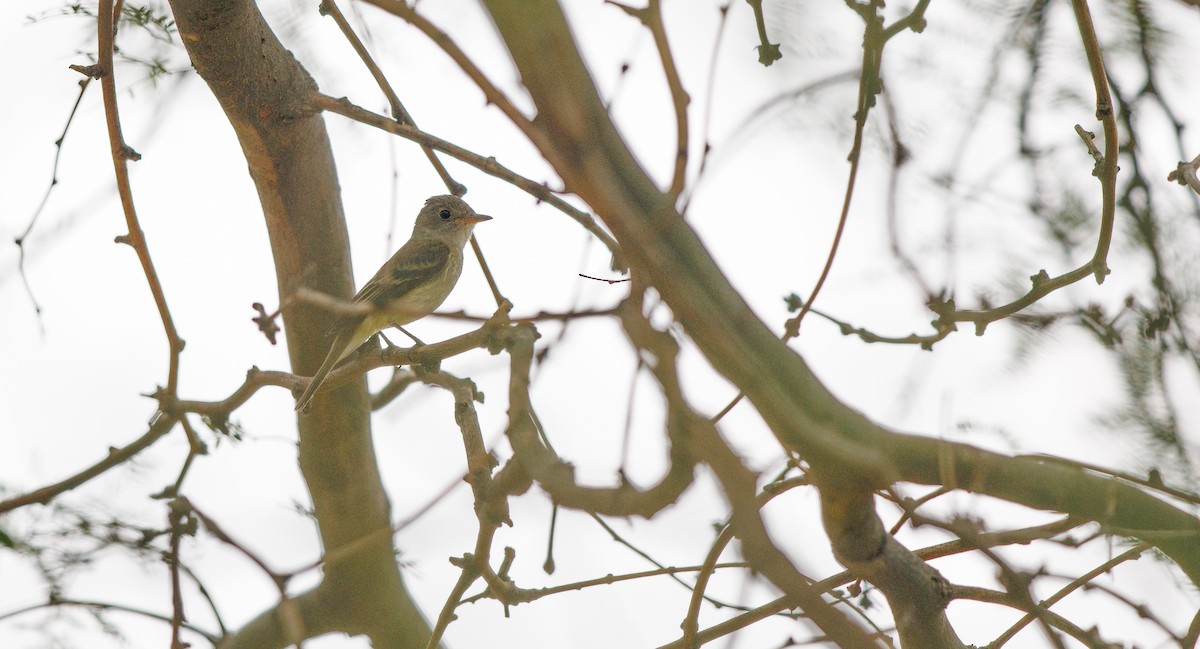 Willow Flycatcher - ML640280932