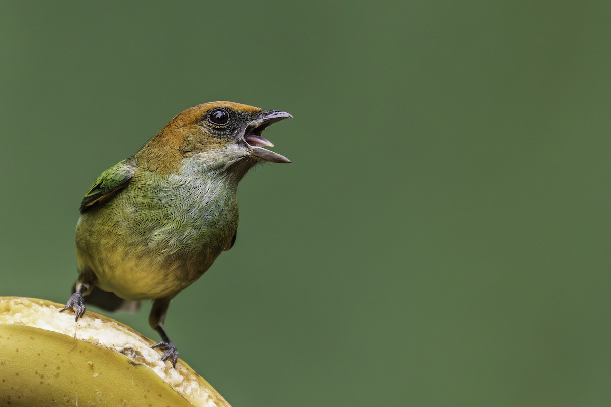 Black-backed Tanager - ML640280941