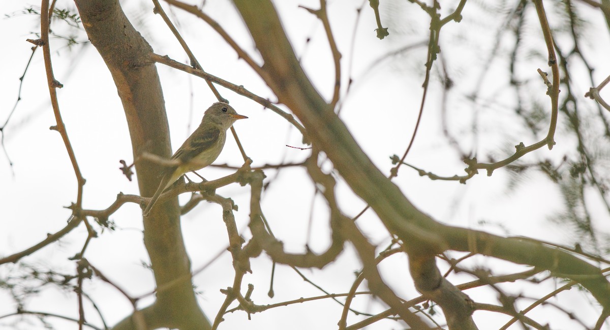 Willow Flycatcher - ML640280957