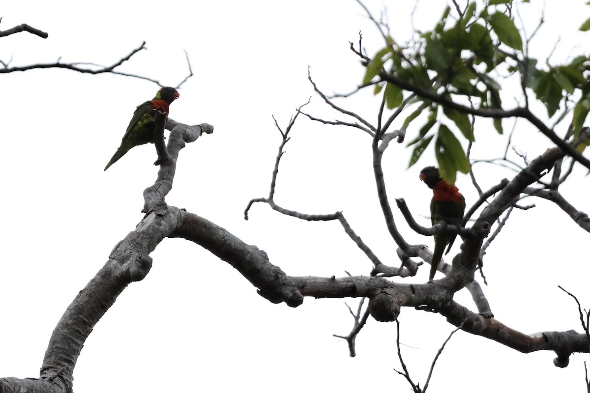 Coconut Lorikeet - ML640280966
