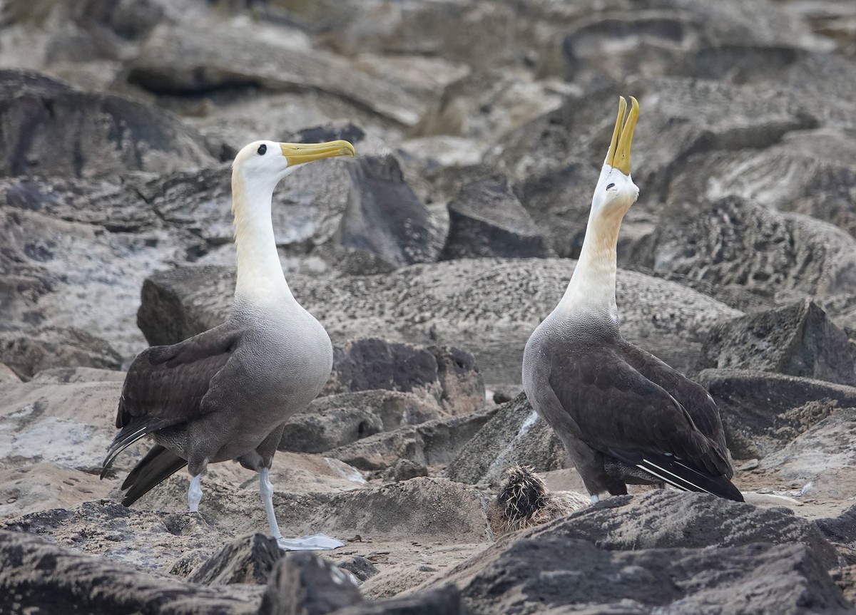 Waved Albatross - ML640280984
