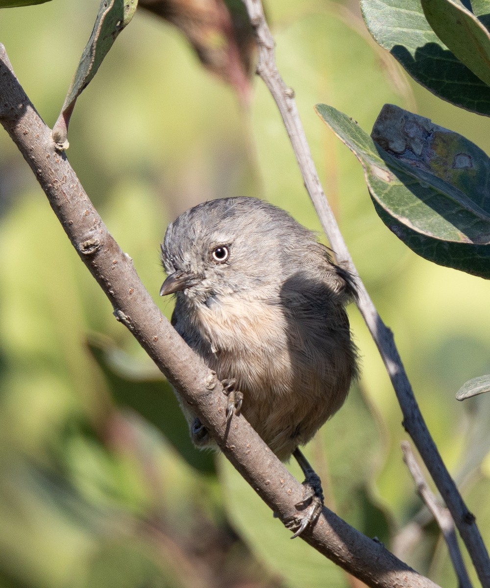 Wrentit - ML640281000