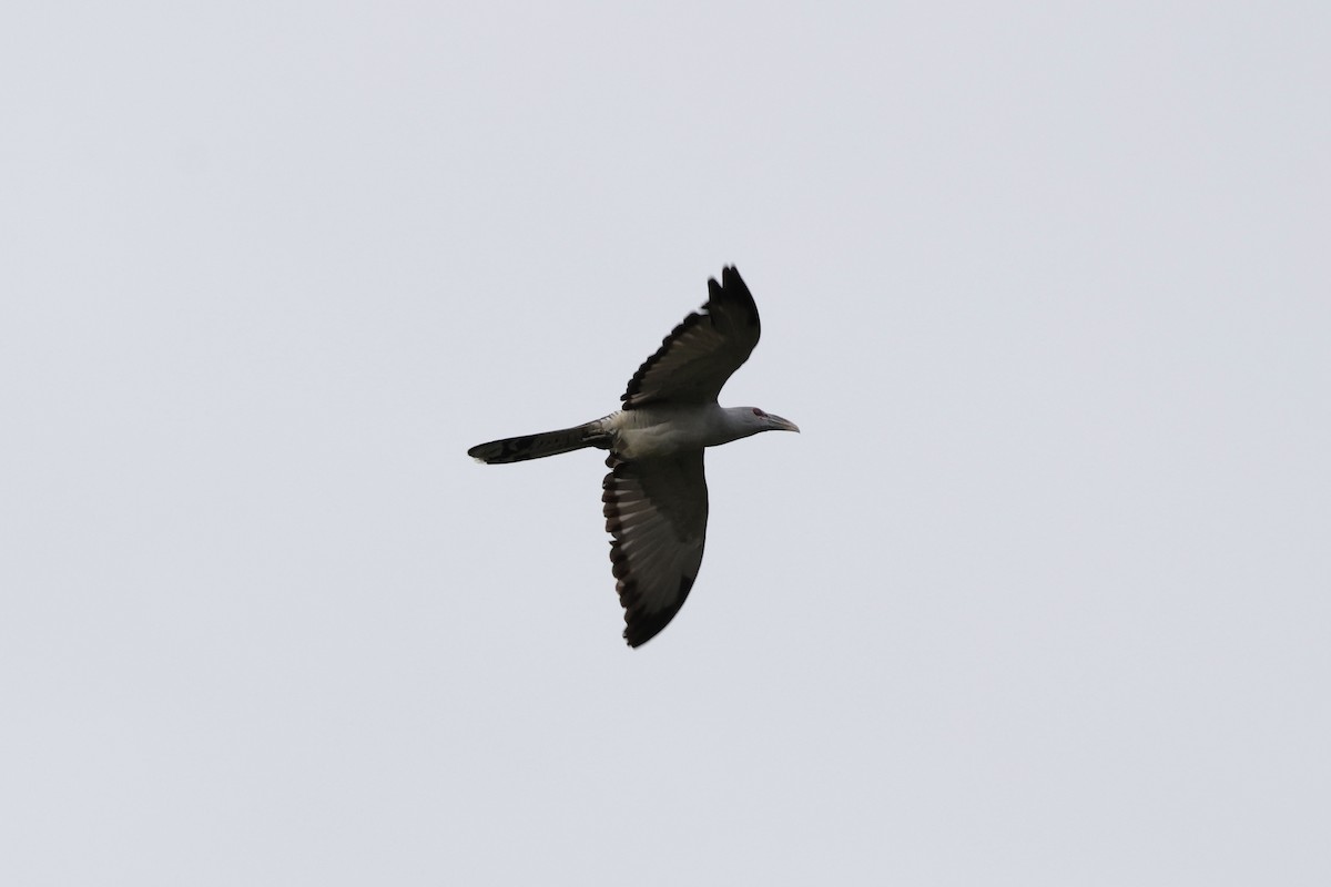 Channel-billed Cuckoo - ML640281029