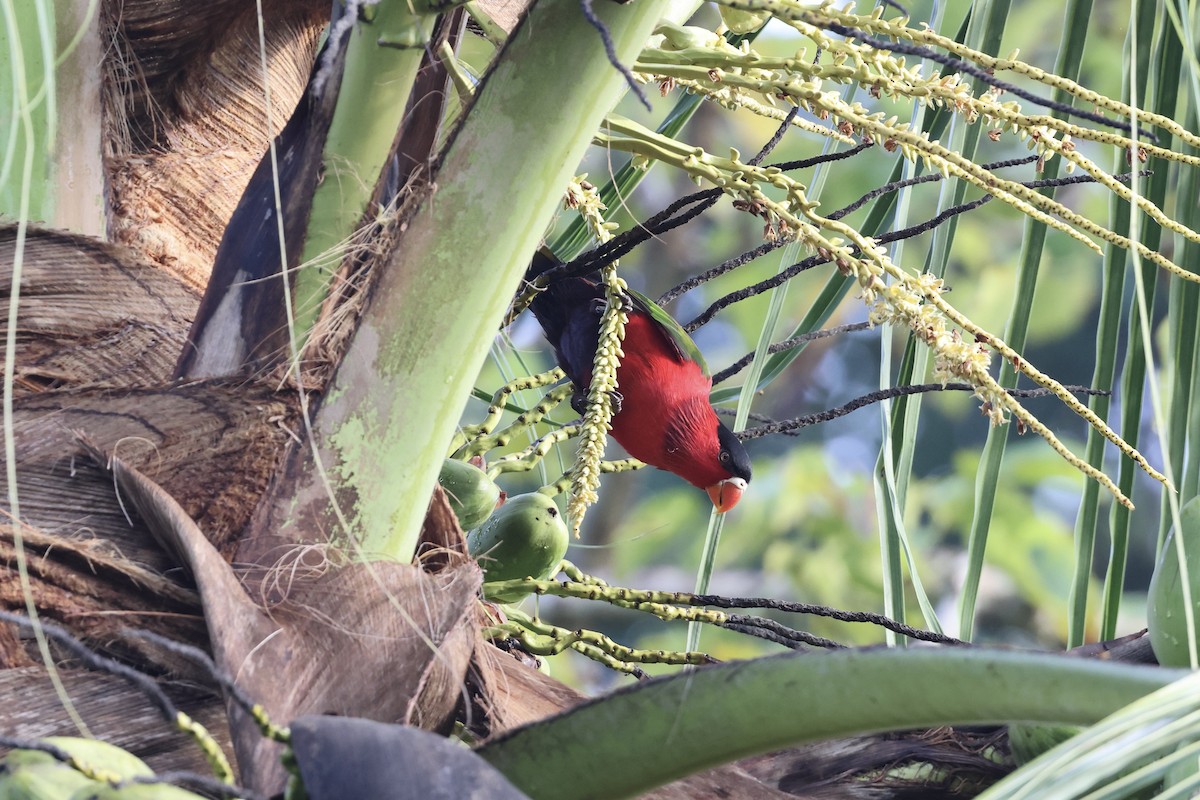 Purple-bellied Lory - ML640281059