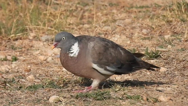 Common Wood-Pigeon - ML640281113