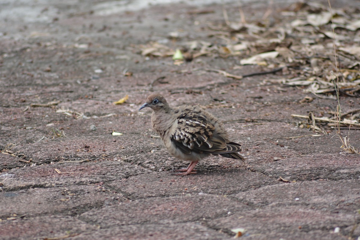 Galapagos Dove - ML640281125