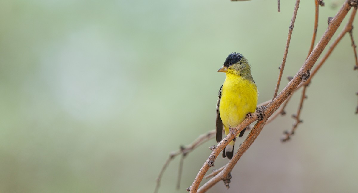 Lesser Goldfinch - ML640281131