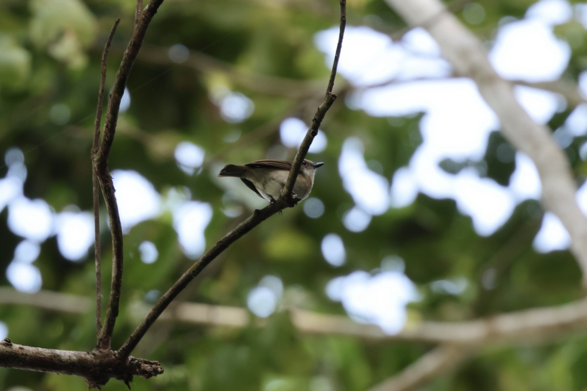 Variable Shrikethrush - ML640281151