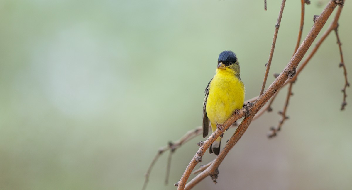 Lesser Goldfinch - ML640281183