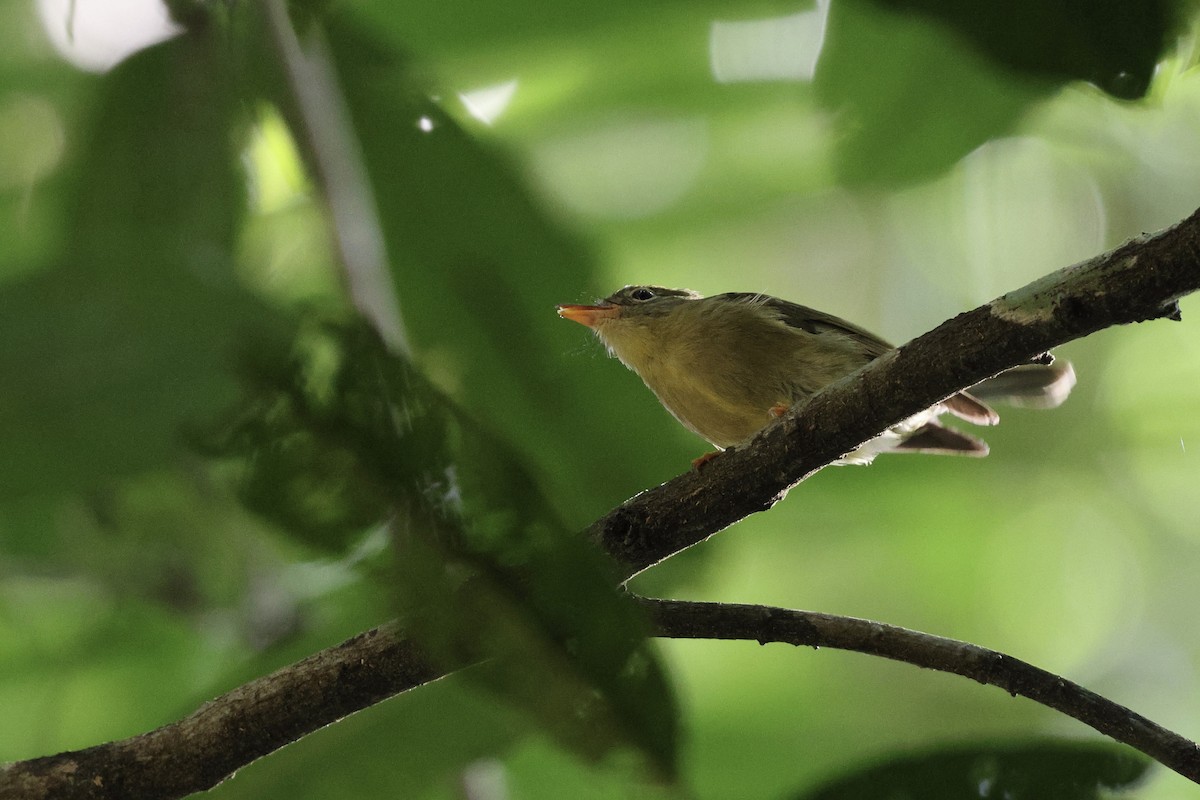Olive Flyrobin - ML640281187