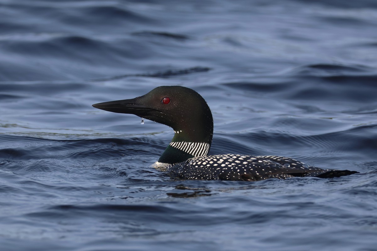 potáplice lední - ML640281210