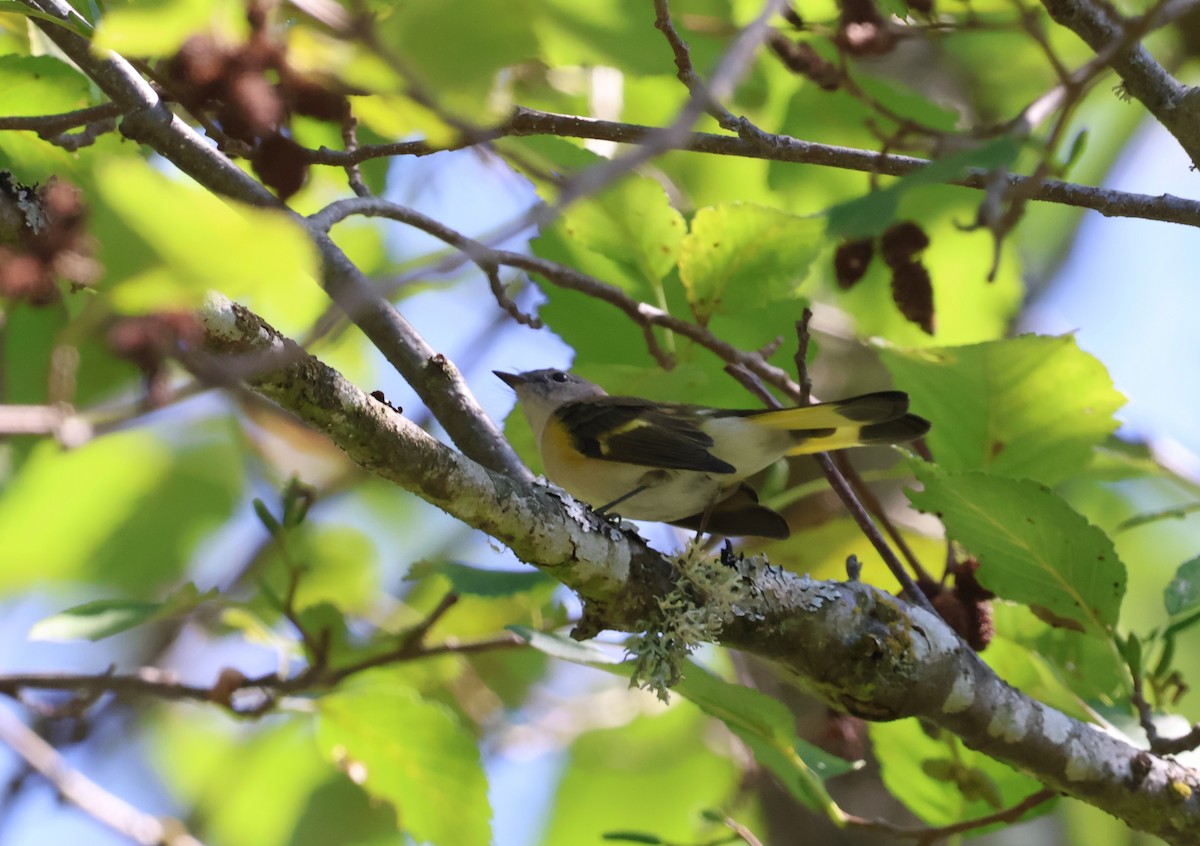American Redstart - ML640281230