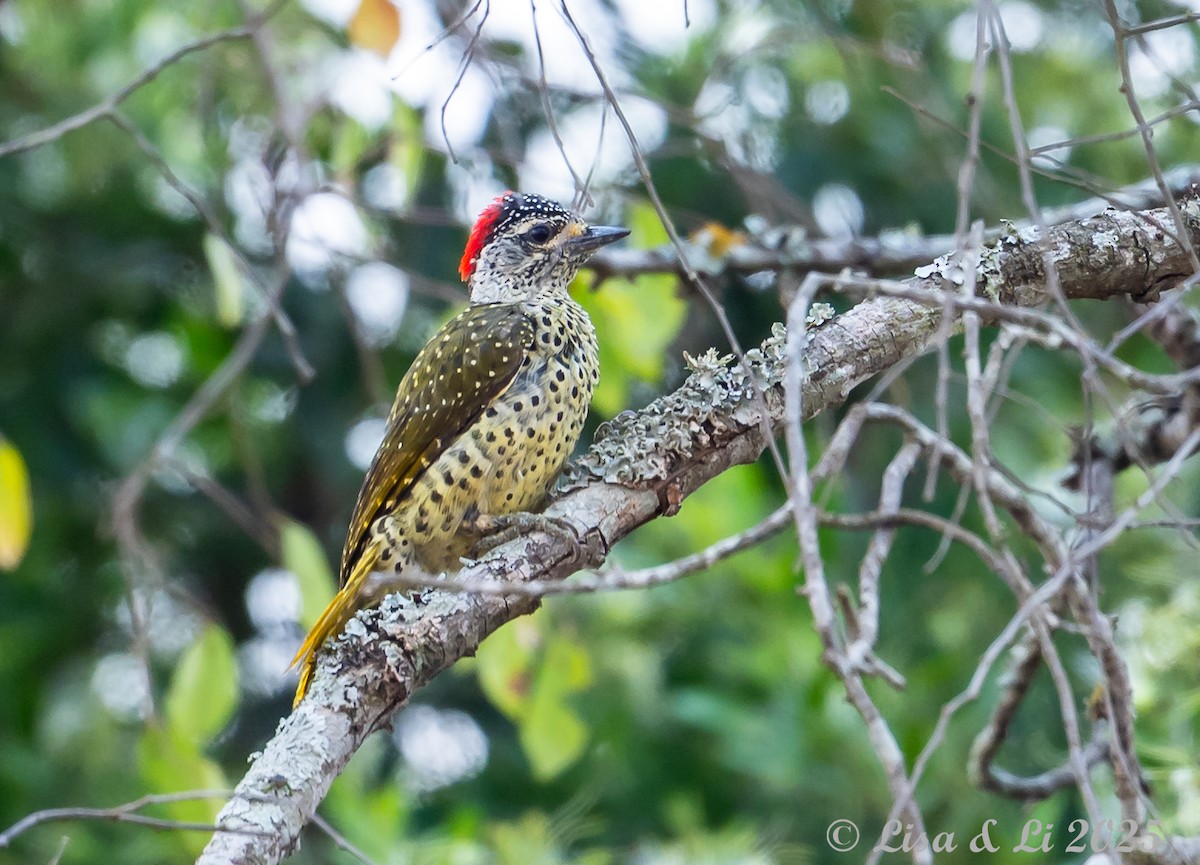 Green-backed Woodpecker - ML640281237