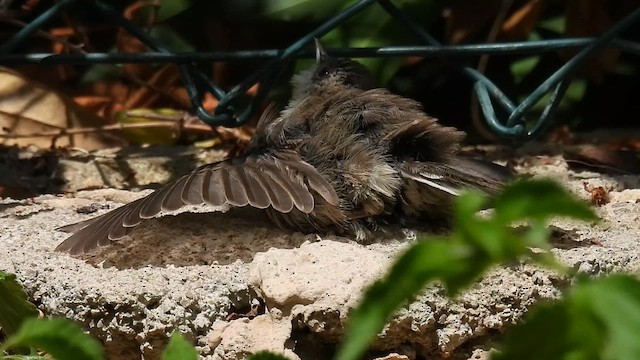 Sardinian Warbler - ML640281281