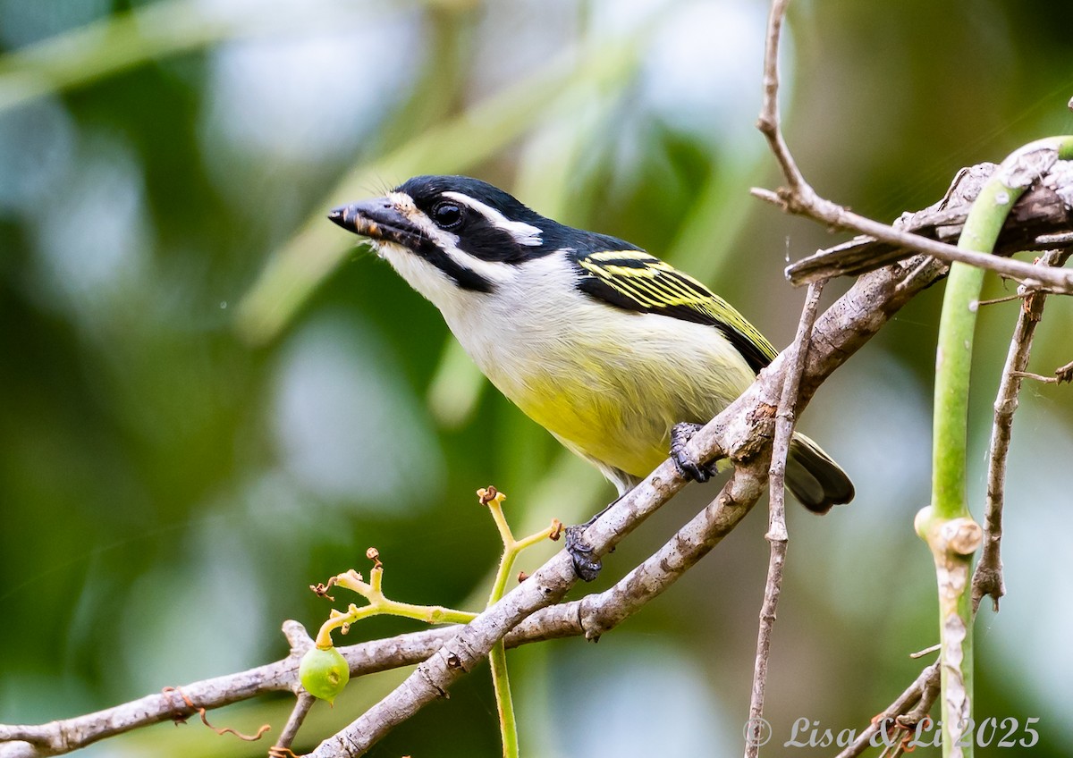 キゴシヒメゴシキドリ（bilineatus グループ） - ML640281321