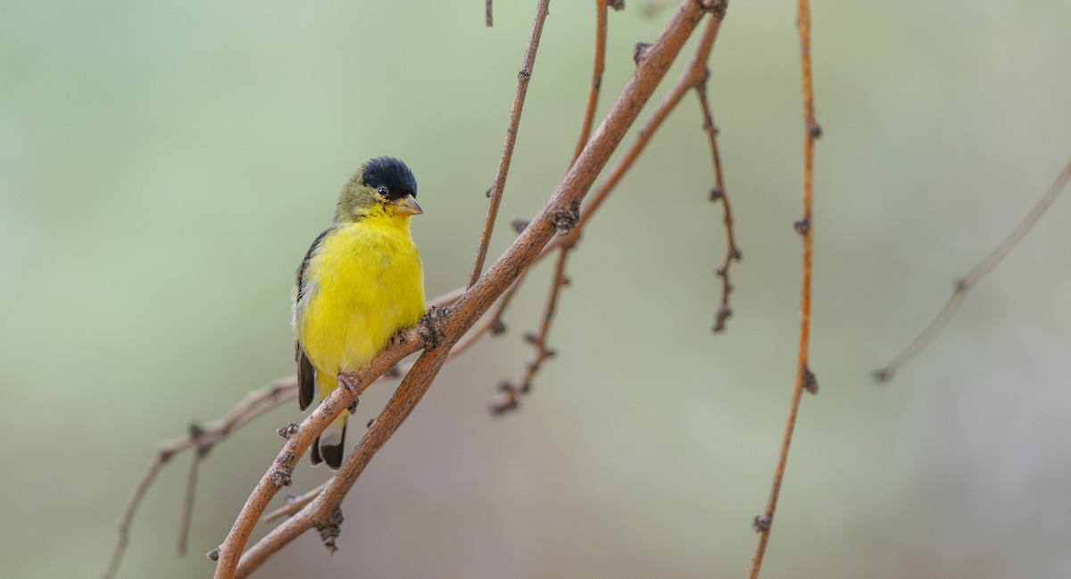 Lesser Goldfinch - ML640281333