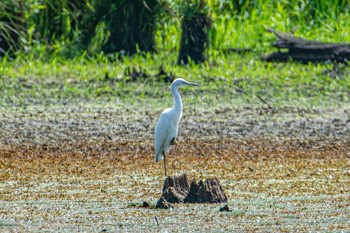 Little Blue Heron - ML640281348
