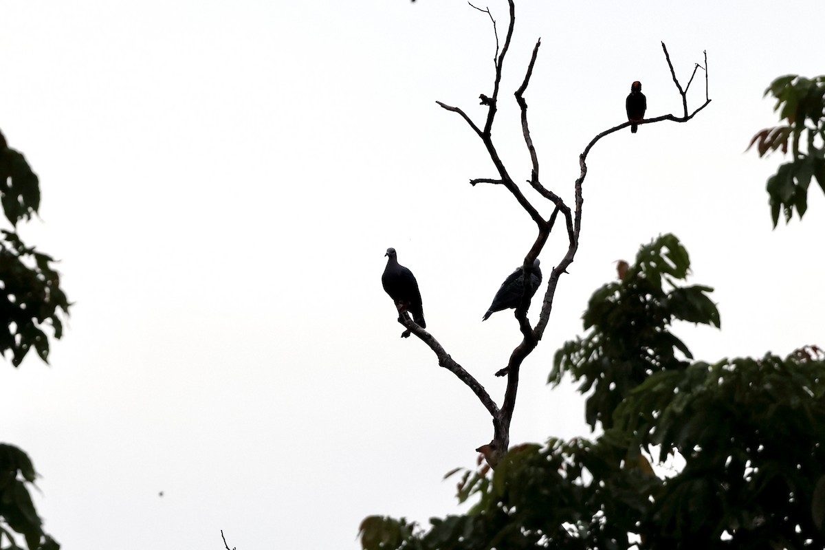 Pinon's Imperial-Pigeon - ML640281371