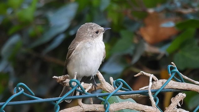Spotted Flycatcher (Mediterranean) - ML640281386
