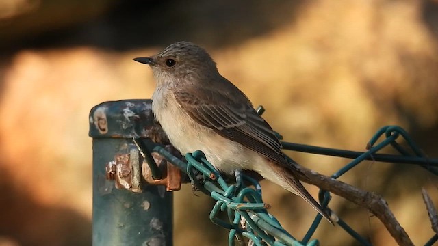 Spotted Flycatcher (Mediterranean) - ML640281412