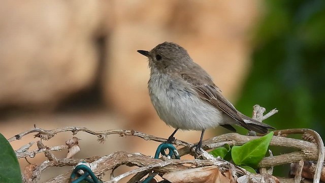 Spotted Flycatcher (Mediterranean) - ML640281413