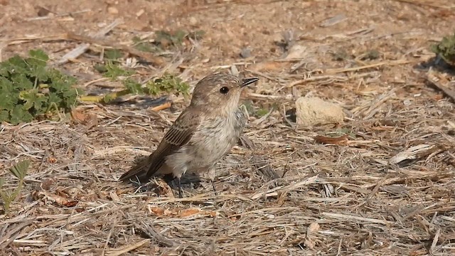Spotted Flycatcher (Mediterranean) - ML640281415