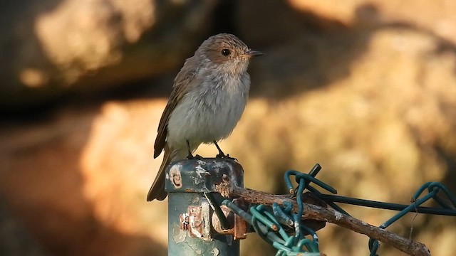 Spotted Flycatcher (Mediterranean) - ML640281419