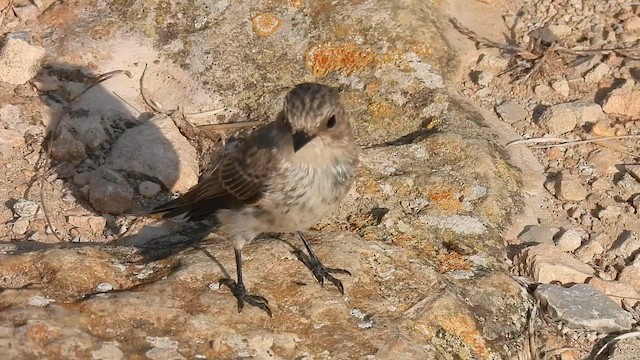 Spotted Flycatcher (Mediterranean) - ML640281420