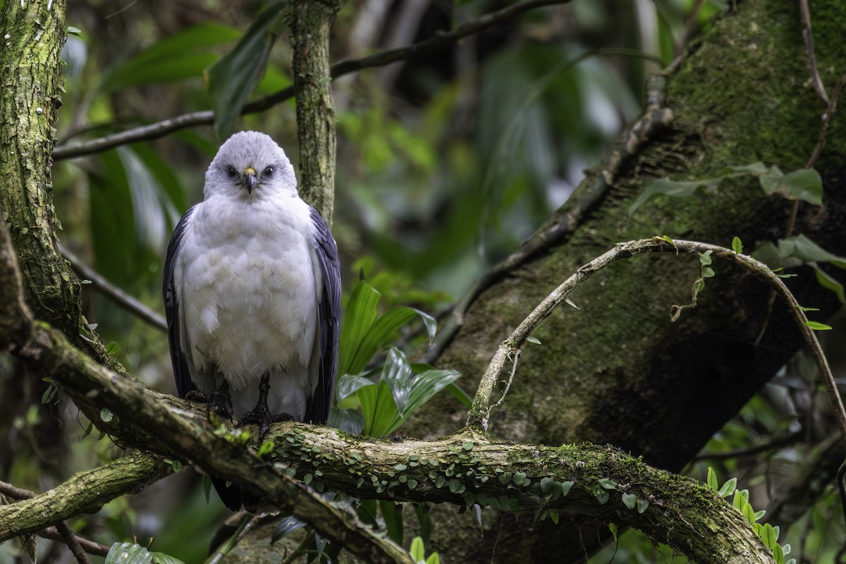 White-necked Hawk - ML640281496