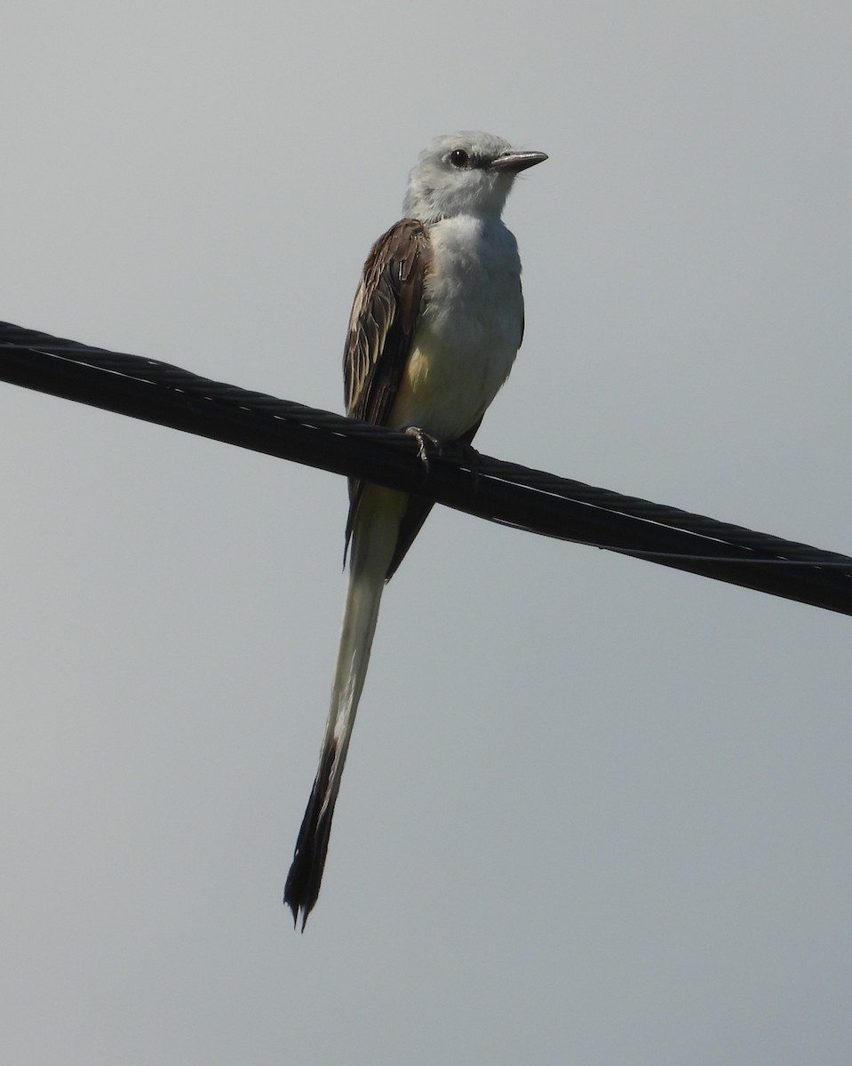 Scissor-tailed Flycatcher - ML640281528