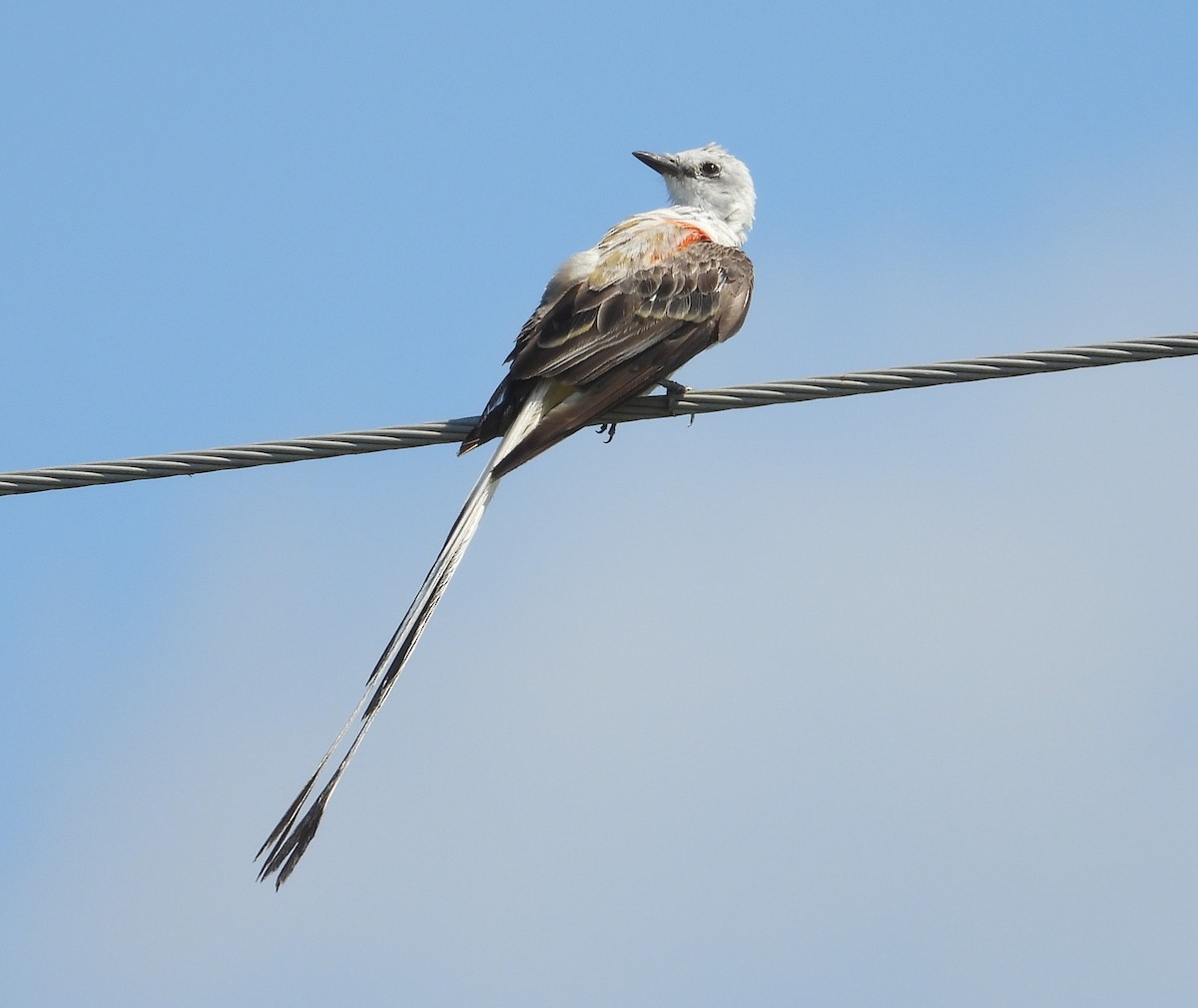 Scissor-tailed Flycatcher - ML640281553