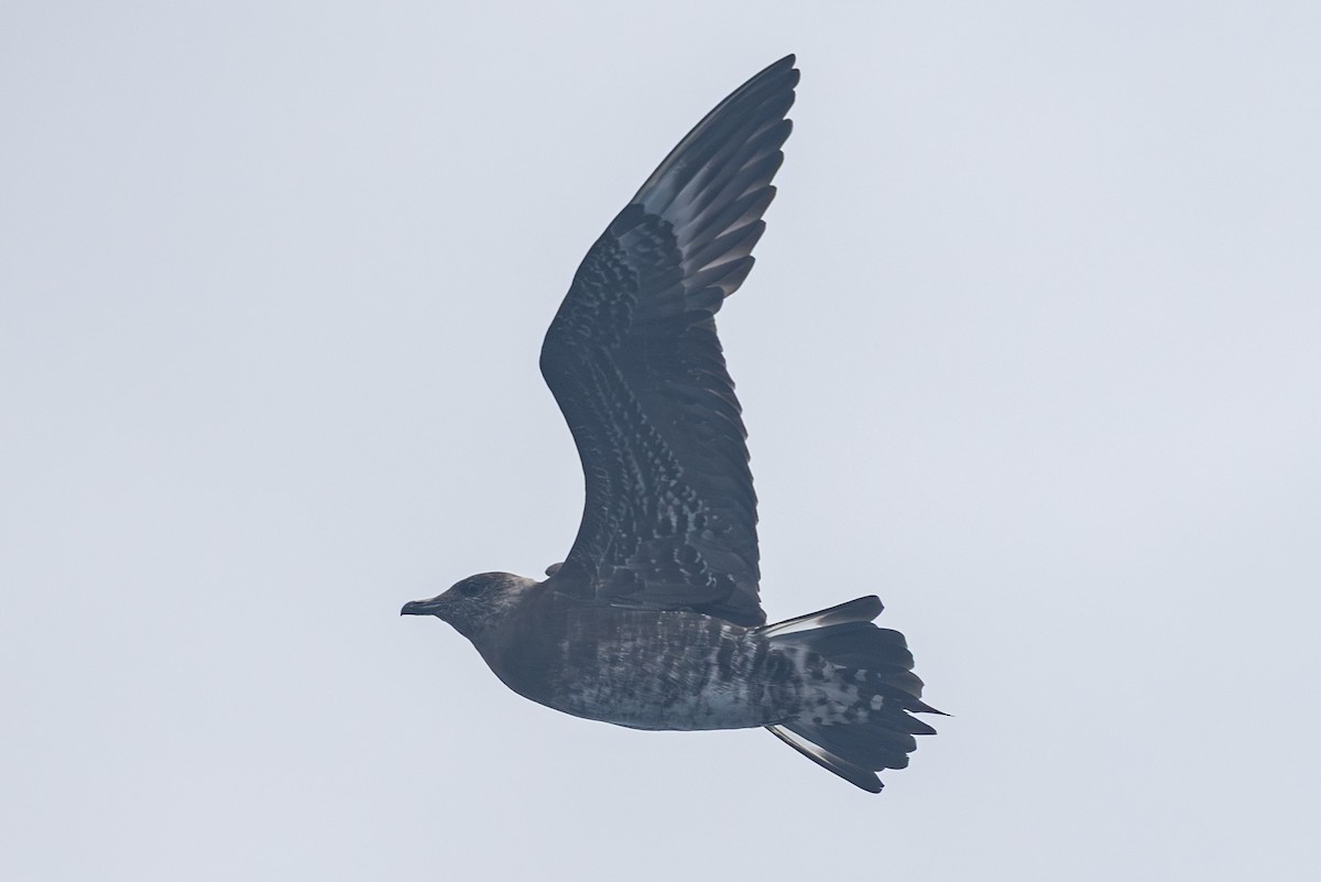 Урт сүүлт хайлгана - ML640281559