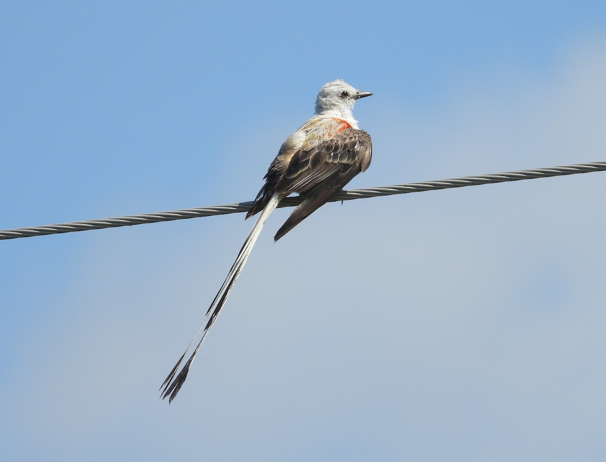 Scissor-tailed Flycatcher - ML640281562