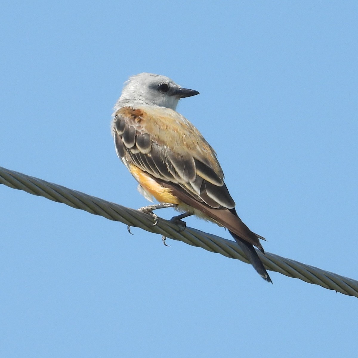 Scissor-tailed Flycatcher - ML640281577